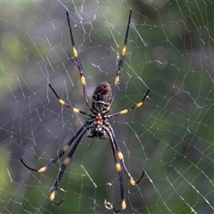 Nephila sp. (genus) by MarkT