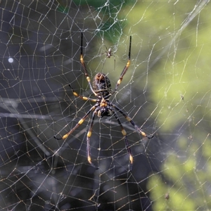 Trichonephila plumipes at Tura Beach, NSW - suppressed