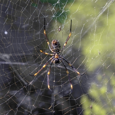 Nephila sp. (genus) by MarkT