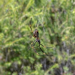 Trichonephila plumipes at Tura Beach, NSW - suppressed
