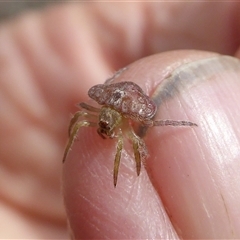 Dolophones sp. (genus) (Wrap-around spider) at Duffy, ACT - 12 Mar 2025 by Dibble