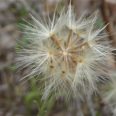 Vittadinia gracilis at Undefined - 12 Mar 2025 by Dibble