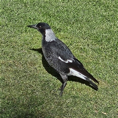 Gymnorhina tibicen (Australian Magpie) at Braidwood, NSW - 12 Mar 2025 by MatthewFrawley