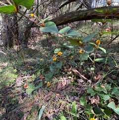 Platylobium montanum subsp. montanum (Mountain Flat Pea) at Uriarra, NSW - 13 Oct 2024 by Tapirlord