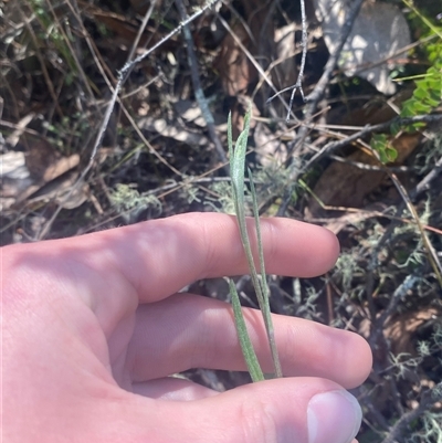 Senecio prenanthoides (Common Forest Fireweed) at Uriarra, NSW - 13 Oct 2024 by Tapirlord