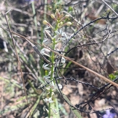 Stackhousia monogyna (Creamy Candles) at Uriarra, NSW - 13 Oct 2024 by Tapirlord