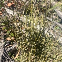 Choretrum pauciflorum (Dwarf Sour Bush) at Uriarra, NSW - 13 Oct 2024 by Tapirlord