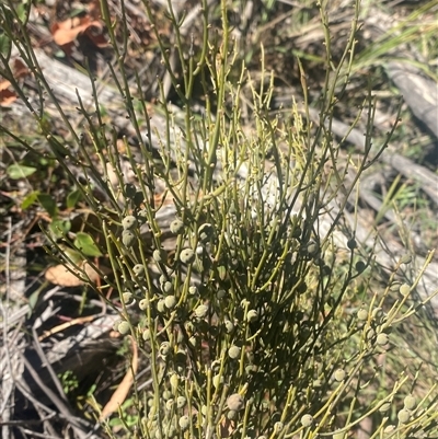 Choretrum pauciflorum (Dwarf Sour Bush) at Uriarra, NSW - 13 Oct 2024 by Tapirlord