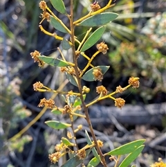 Acacia buxifolia subsp. buxifolia (Box-leaf Wattle) at Uriarra, NSW - 13 Oct 2024 by Tapirlord