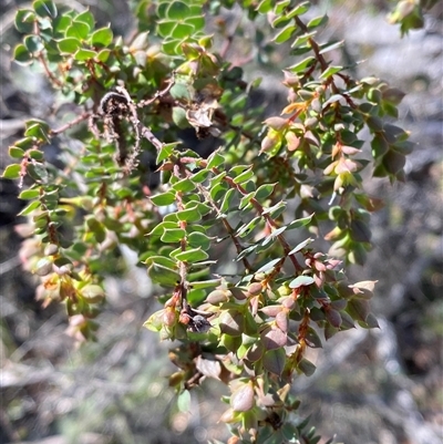 Pultenaea spinosa (Spiny Bush-pea, Grey Bush-pea) at Uriarra, NSW - 13 Oct 2024 by Tapirlord