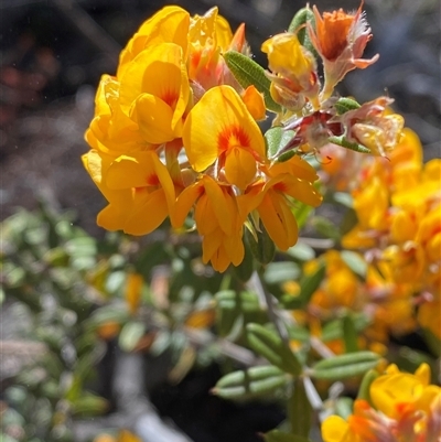 Oxylobium ellipticum (Common Shaggy Pea) at Uriarra, NSW - 13 Oct 2024 by Tapirlord