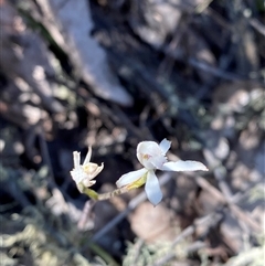 Caladenia ustulata (Brown Caps) at Uriarra, NSW - 13 Oct 2024 by Tapirlord