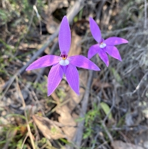 Glossodia major (Wax Lip Orchid) at Uriarra, NSW - 13 Oct 2024 by Tapirlord