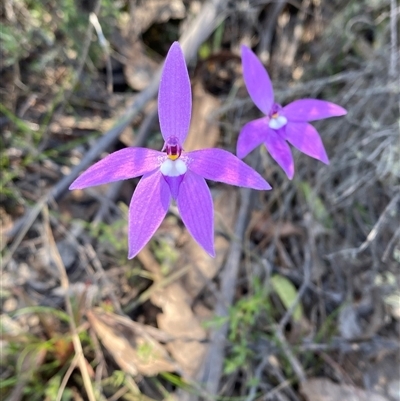 Glossodia major (Wax Lip Orchid) at Uriarra, NSW - 13 Oct 2024 by Tapirlord