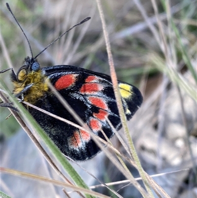 Delias harpalyce (Imperial Jezebel) at Brindabella, NSW - 13 Oct 2024 by Tapirlord