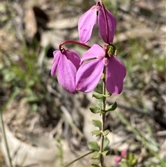 Tetratheca bauerifolia (Heath Pink-bells) at Brindabella, NSW - 13 Oct 2024 by Tapirlord