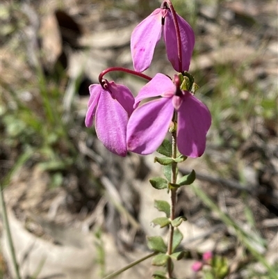 Tetratheca bauerifolia (Heath Pink-bells) at Brindabella, NSW - 13 Oct 2024 by Tapirlord