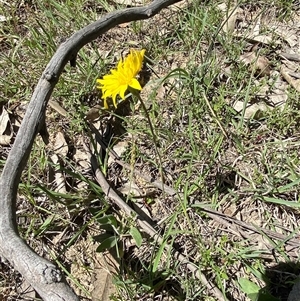 Microseris walteri (Yam Daisy, Murnong) at Brindabella, NSW - 13 Oct 2024 by Tapirlord