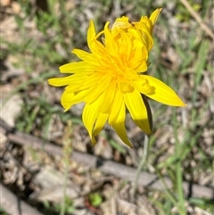 Microseris walteri at Brindabella, NSW - 13 Oct 2024 10:18 AM