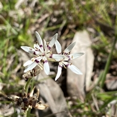 Wurmbea dioica subsp. dioica (Early Nancy) at Brindabella, NSW - 13 Oct 2024 by Tapirlord