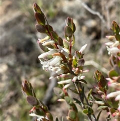 Brachyloma daphnoides (Daphne Heath) at Brindabella, NSW - 13 Oct 2024 by Tapirlord