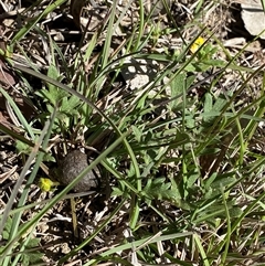 Ranunculus lappaceus (Australian Buttercup) at Brindabella, NSW - 13 Oct 2024 by Tapirlord