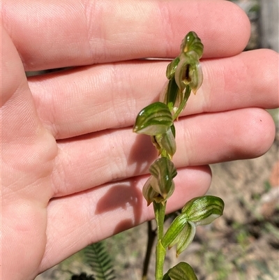 Bunochilus montanus (ACT) = Pterostylis jonesii (NSW) (Montane Leafy Greenhood) at Brindabella, NSW - 13 Oct 2024 by Tapirlord