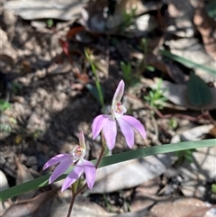 Caladenia carnea (Pink Fingers) at Brindabella, NSW - 13 Oct 2024 by Tapirlord