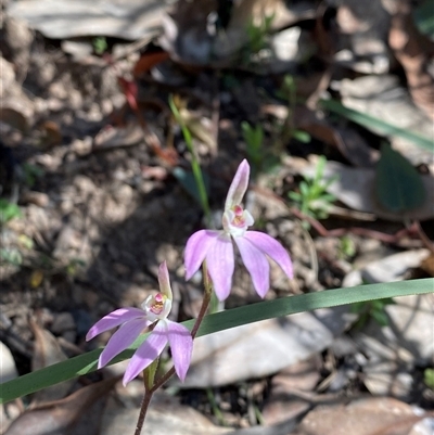 Caladenia carnea (Pink Fingers) at Brindabella, NSW - 13 Oct 2024 by Tapirlord