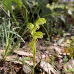 Bunochilus montanus (ACT) = Pterostylis jonesii (NSW) (Montane Leafy Greenhood) at Brindabella, NSW - 13 Oct 2024 by Tapirlord