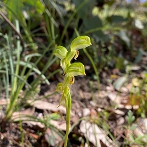 Bunochilus montanus (ACT) = Pterostylis jonesii (NSW) (Montane Leafy Greenhood) at Brindabella, NSW - 13 Oct 2024 by Tapirlord