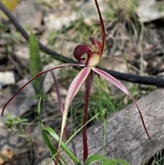 Caladenia orestes (Burrinjuck Spider Orchid) by Tapirlord