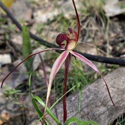 Caladenia orestes (Burrinjuck Spider Orchid) at Brindabella, NSW by Tapirlord