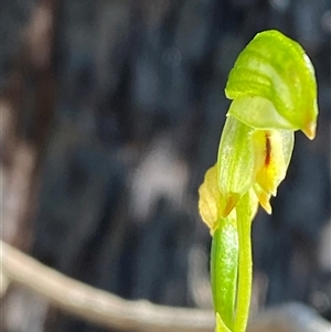 Bunochilus montanus (ACT) = Pterostylis jonesii (NSW) (Montane Leafy Greenhood) at Brindabella, NSW - 13 Oct 2024 by Tapirlord