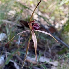 Caladenia orestes (Burrinjuck Spider Orchid) at Brindabella, NSW by Tapirlord