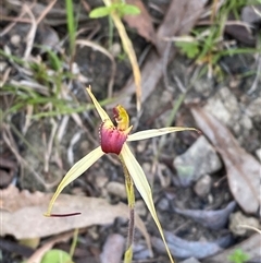 Caladenia montana (Mountain Spider Orchid) at Brindabella, NSW - 13 Oct 2024 by Tapirlord