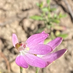 Caladenia carnea (Pink Fingers) at Brindabella, NSW - 13 Oct 2024 by Tapirlord