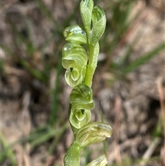 Hymenochilus cycnocephalus (Swan greenhood) at Brindabella, NSW - 13 Oct 2024 by Tapirlord