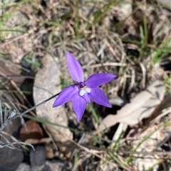 Glossodia major (Wax Lip Orchid) at Brindabella, NSW - 13 Oct 2024 by Tapirlord