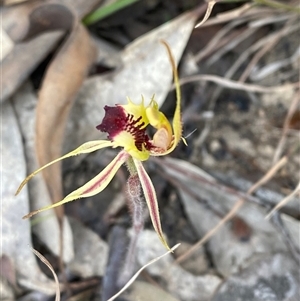 Caladenia parva (Brown-clubbed Spider Orchid) at Brindabella, NSW - 13 Oct 2024 by Tapirlord