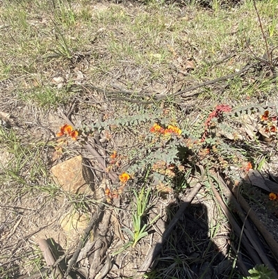 Pultenaea spinosa (Spiny Bush-pea, Grey Bush-pea) at Brindabella, NSW - 13 Oct 2024 by Tapirlord