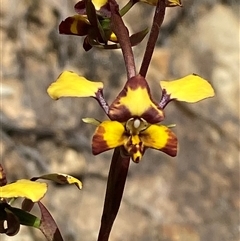 Diuris pardina (Leopard Doubletail) at Brindabella, NSW - 13 Oct 2024 by Tapirlord