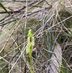 Bunochilus umbrinus (ACT) = Pterostylis umbrina (NSW) (Broad-sepaled Leafy Greenhood) at Acton, ACT by Tapirlord