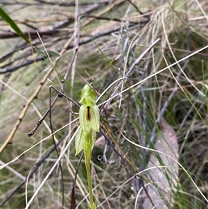 Bunochilus umbrinus (ACT) = Pterostylis umbrina (NSW) (Broad-sepaled Leafy Greenhood) by Tapirlord