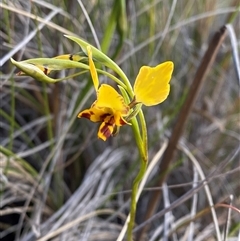 Diuris nigromontana (Black Mountain Leopard Orchid) at Bruce, ACT - 20 Sep 2024 by Tapirlord