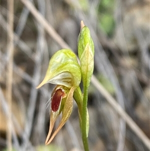 Oligochaetochilus aciculiformis at Bruce, ACT - suppressed