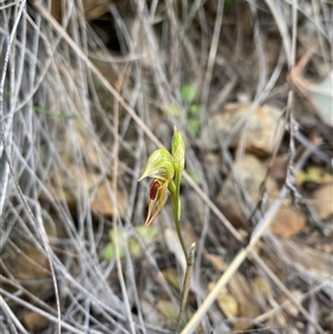 Oligochaetochilus aciculiformis at Bruce, ACT - suppressed