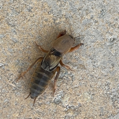 Unidentified Grasshopper, Cricket or Katydid (Orthoptera) at Mornington, VIC - Today by 76liam