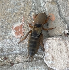 Gryllotalpa australis at Mornington, VIC - 12 Mar 2025 05:07 PM