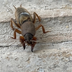 Gryllotalpa australis at Mornington, VIC - 12 Mar 2025 05:07 PM